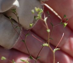 Nemacladus parikhiae