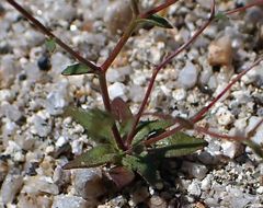 Nemacladus parikhiae