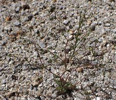 Nemacladus parikhiae