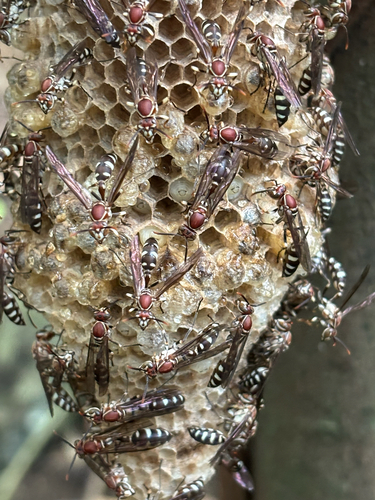 Parapolybia nodosa