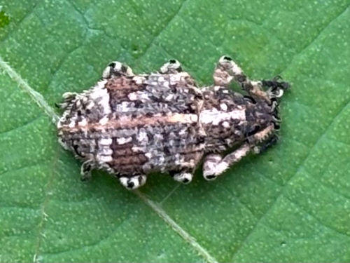 Cnaphoscapus decoratus