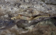 Tarentola americana