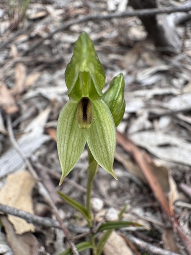 Pterostylis tenuis