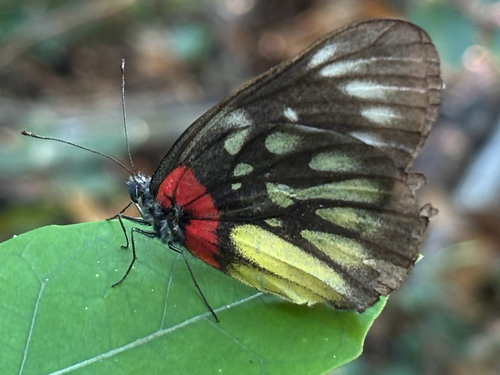 Red-based Jezebel