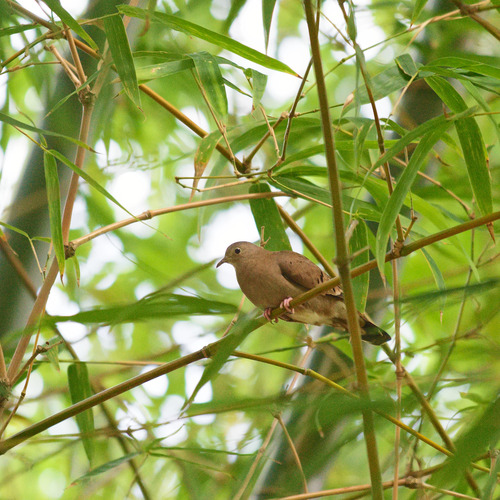 Ruddy Ground Dove