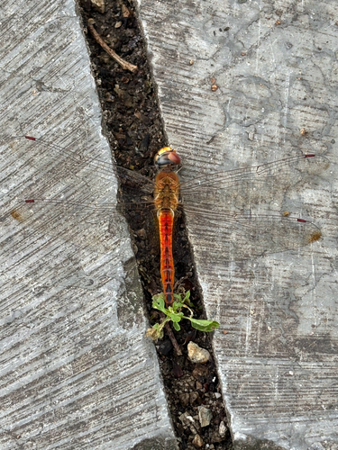 Wandering Glider