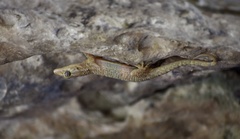 Tarentola americana
