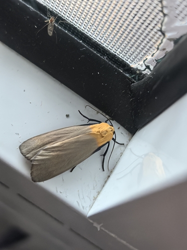 Four-spotted Footman