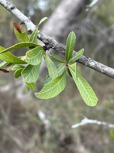 holly bush