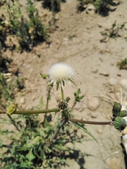Sonchus asper