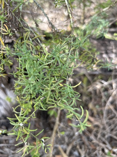 ruby saltbush