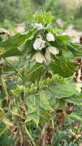 black henbane