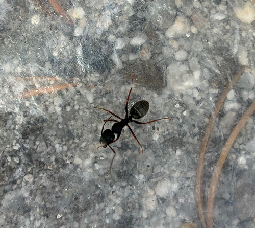 iNaturalist observation photo of Western Black Carpenter Ant