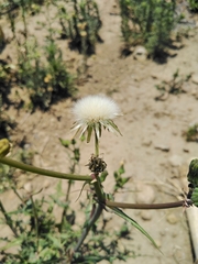 Sonchus asper