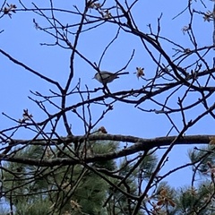 Polioptila caerulea caerulea