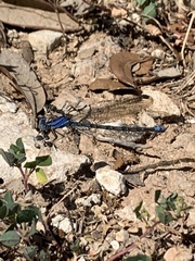 Argia immunda