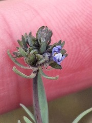 Linaria arvensis
