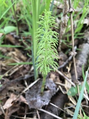 Equisetum sylvaticum
