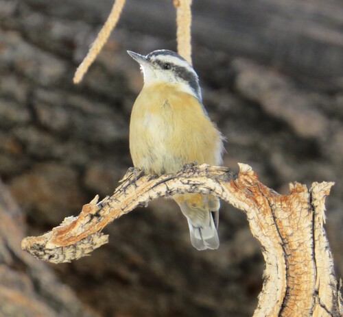 iNaturalist observation photo of Red-breasted Nuthatch