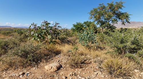 castor bean