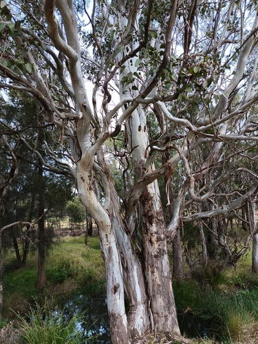 Eucalyptus amplifolia
