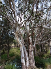 Eucalyptus amplifolia