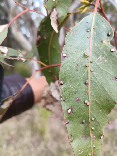 Eucalyptus amplifolia, photograph 2