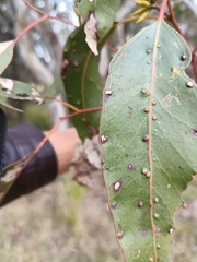 Eucalyptus amplifolia, photograph (c) Carl Ramirez, some rights reserved (CC BY)