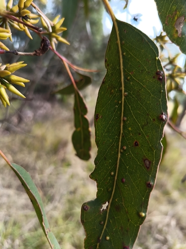 Eucalyptus amplifolia, photograph 3