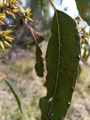 Eucalyptus amplifolia, photograph (c) Carl Ramirez, some rights reserved (CC BY)