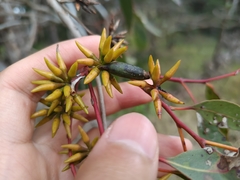 Eucalyptus amplifolia, photograph (c) Carl Ramirez, some rights reserved (CC BY)