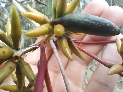Eucalyptus amplifolia, photograph 5