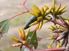 Eucalyptus amplifolia, photograph (c) Carl Ramirez, some rights reserved (CC BY)