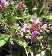 Thymus calcareus