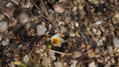 Leptosiphon lemmonii