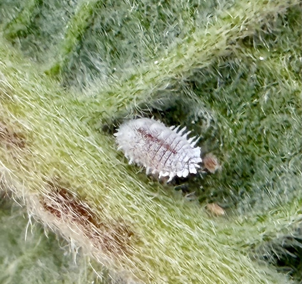 Spilococcus eriogoni