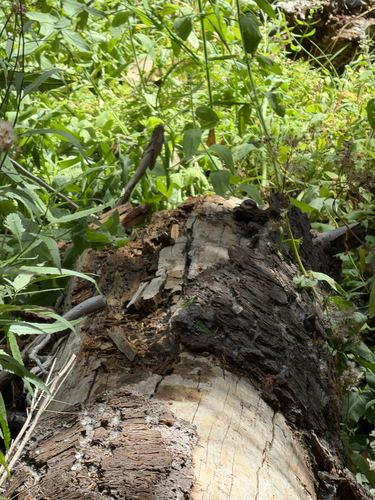iNaturalist observation photo of Hornets and Yellowjackets