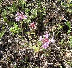Thymus calcareus
