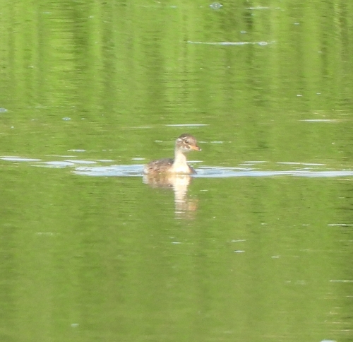 Little Grebe