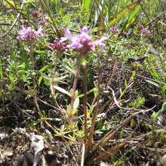 Thymus calcareus