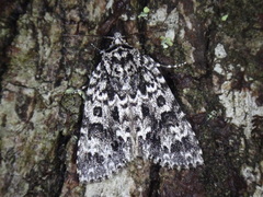 Acronicta impleta