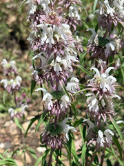 Monarda pectinata