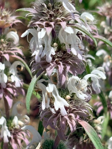 Monarda pectinata, photograph 2