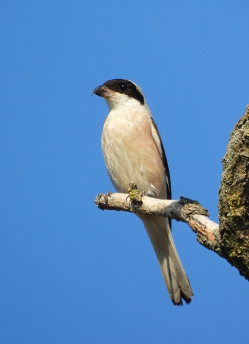 Lesser Grey Shrike