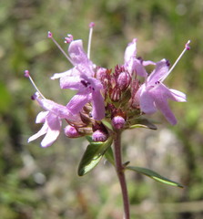 Thymus calcareus