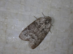 Polygrammate cadburyi