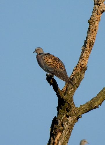 European Turtle-Dove
