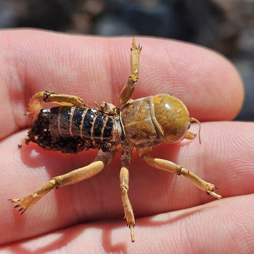 North American Jerusalem Crickets
