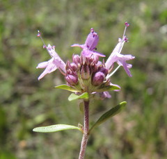 Thymus calcareus