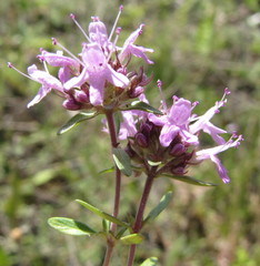 Thymus calcareus